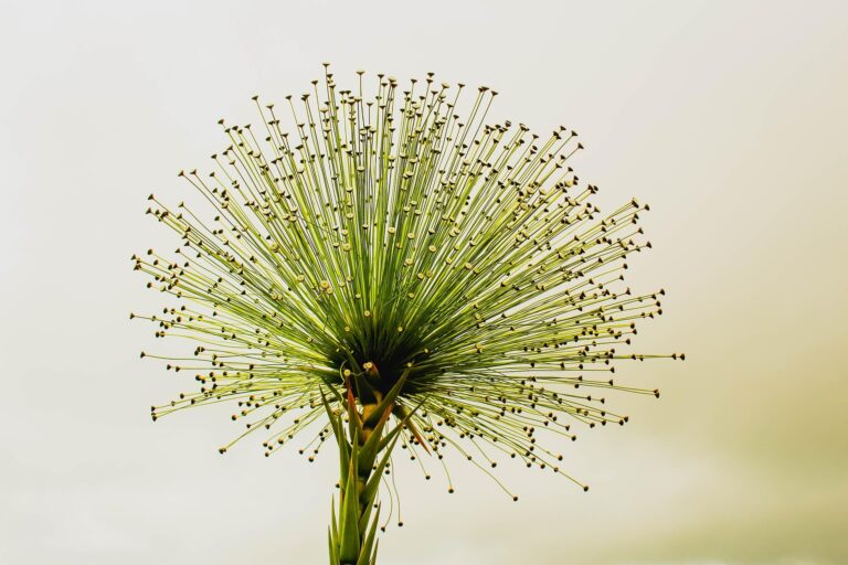 Fiore – Articolo 2