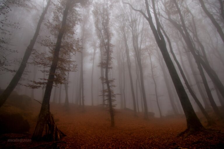 Alberi – Articolo 5